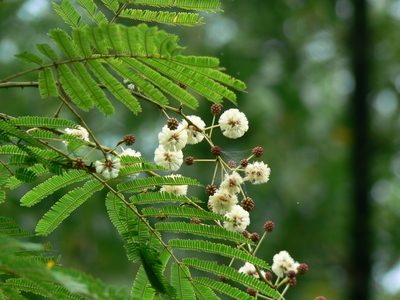 Senegalia pennata, photographed by Dinesh Valke