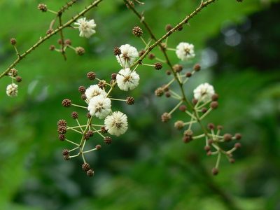 Senegalia pennata, photographed by Dinesh Valke
