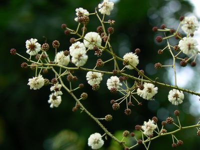Senegalia pennata, photographed by Dinesh Valke