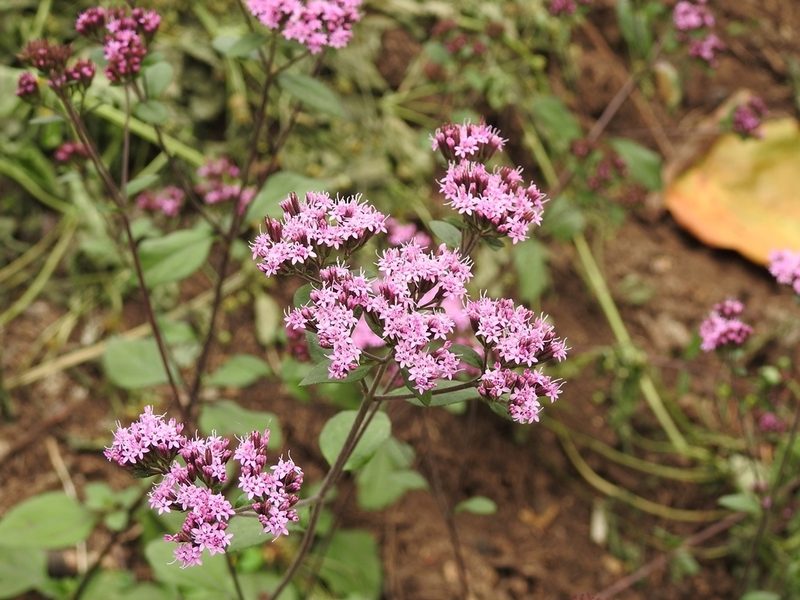 Stevia caracasana, photographed by Neptalí Ramírez Marcial