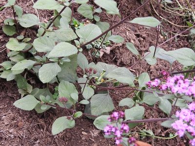 Stevia caracasana, photographed by Neptalí Ramírez Marcial