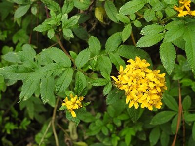 Tagetes nelsonii, photographed by Neptalí Ramírez Marcial