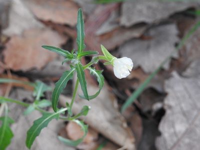 Oenothera kunthiana, photographed by Neptalí Ramírez Marcial