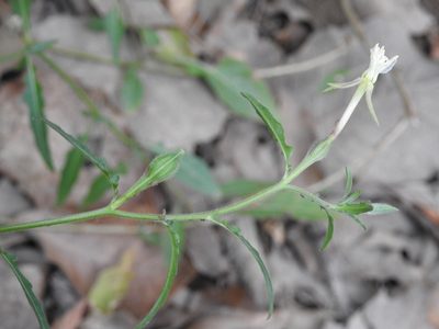 Oenothera kunthiana, photographed by Neptalí Ramírez Marcial