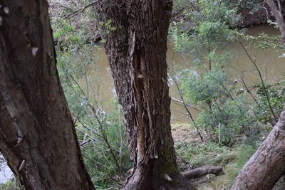 Eucalyptus longifolia, photographed by Thomas Mesaglio