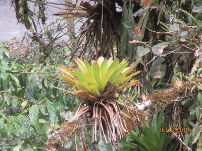 Tillandsia complanata, photographed by Jared Shorma