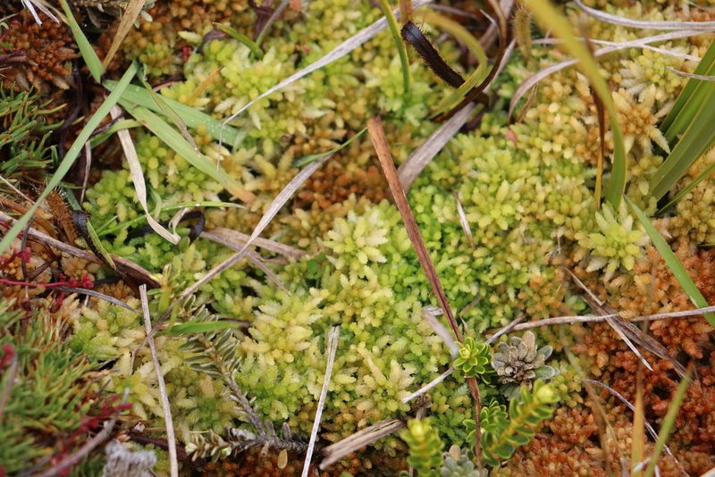 Sphagnum cristatum, photographed by Kathy Warburton