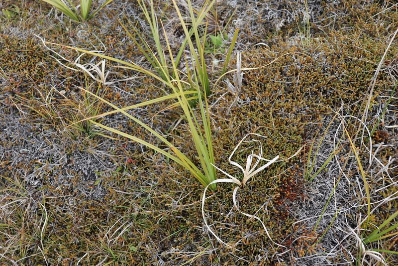 Carex coriacea, photographed by Kathy Warburton