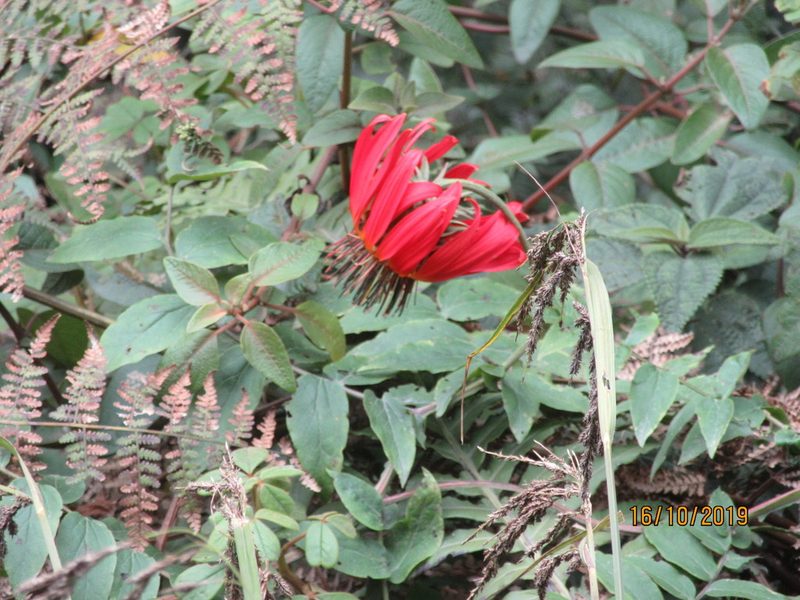 Mutisia lanata, photographed by Jared Shorma