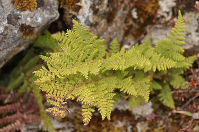 Hypolepis millefolium, photographed by Kathy Warburton