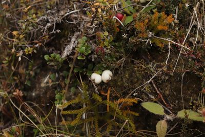 Gaultheria depressa, photographed by Kathy Warburton