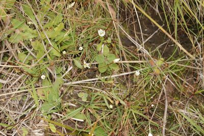 Gentianella grisebachii, photographed by Kathy Warburton