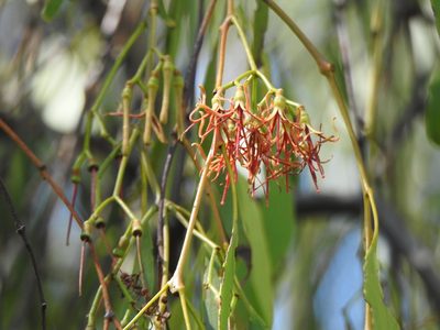 Amyema miquelii, photographed by Greg Tasney
