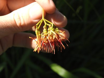 Amyema miquelii, photographed by Greg Tasney