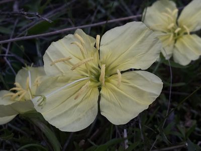 Oenothera triloba, photographed by Reid Hardin