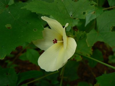 Abelmoschus manihot, photographed by Dinesh Valke
