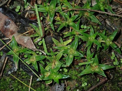 Richardia stellaris, photographed by Thomas Mesaglio