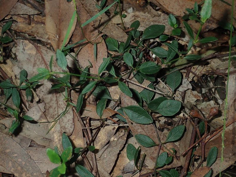Brunoniella pumilio, photographed by Thomas Mesaglio