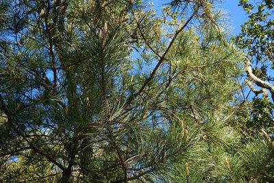 Pinus muricata, photographed by paulexcoff
