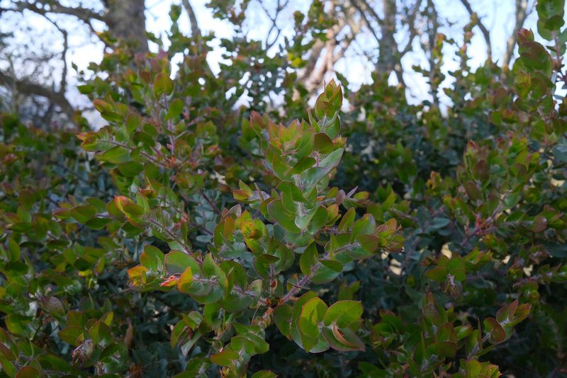 Arctostaphylos pechoensis, photographed by paulexcoff