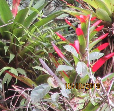 Guzmania gloriosa, photographed by Jared Shorma