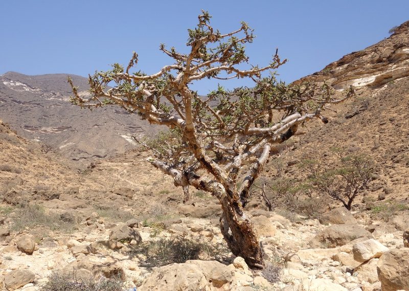 Boswellia sacra, photographed by Thibaud Aronson