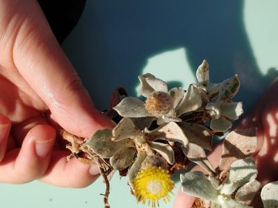 Anemocarpa podolepidium, photographed by Will Cornwell