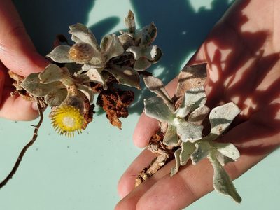 Anemocarpa podolepidium, photographed by Will Cornwell