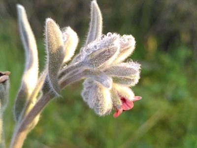 Pardoglossum cheirifolium, photographed by Yves Bas