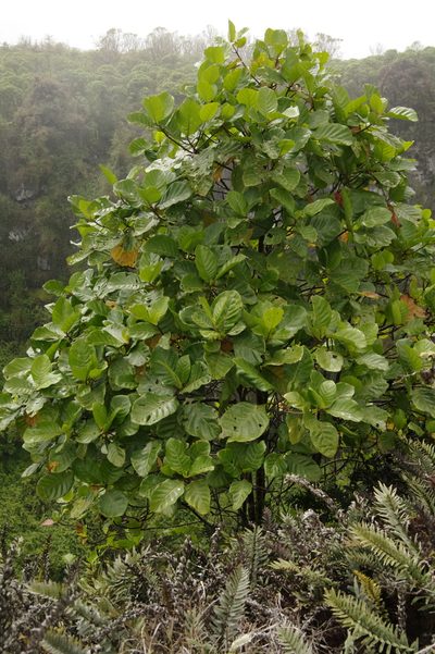 Cinchona pubescens, photographed by Eric Knight