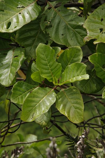Cinchona pubescens, photographed by Eric Knight