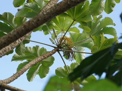 Cecropia polystachya, photographed by Cheongweei Gan