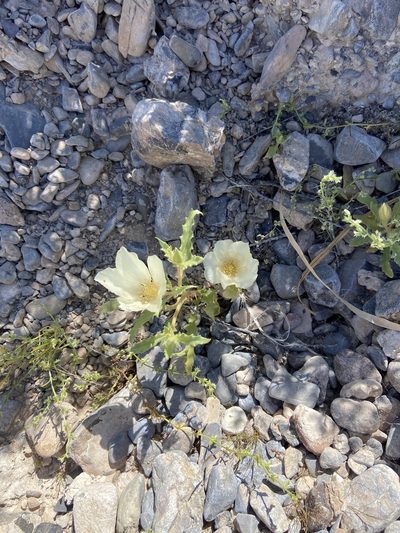 Mentzelia tricuspis, photographed by Ciara Hall