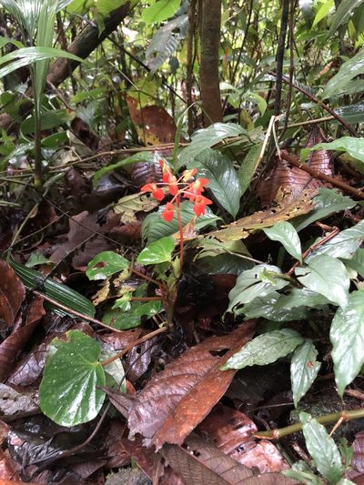 Begonia stenotepala, photographed by Jared Shorma
