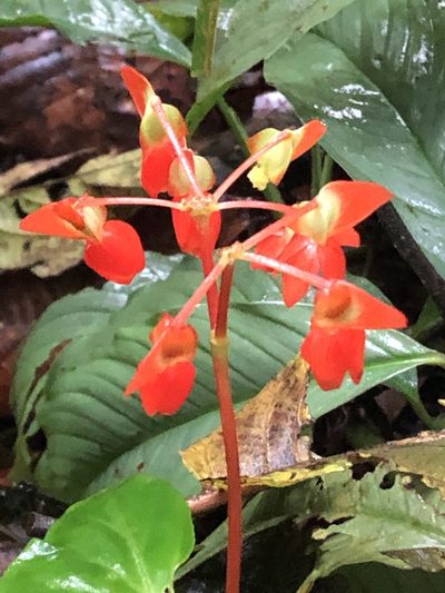 Begonia stenotepala, photographed by Jared Shorma