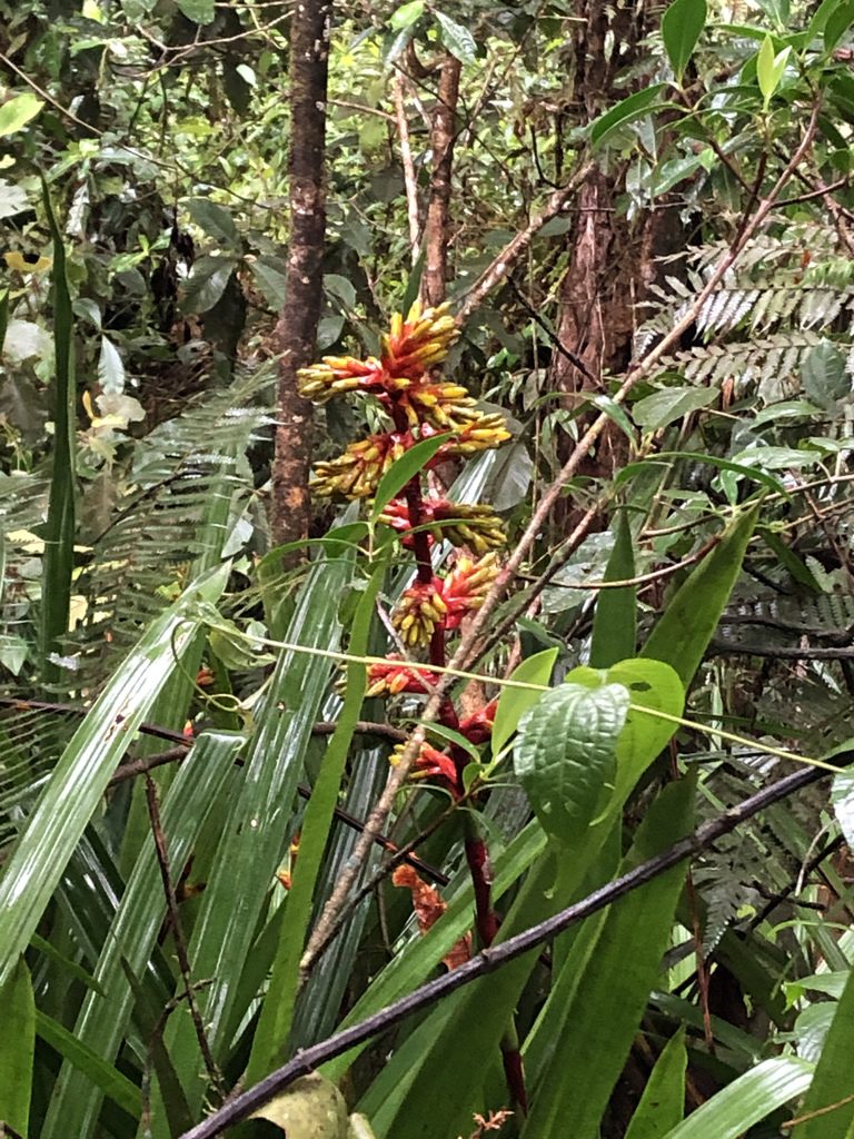 Guzmania weberbaueri, photographed by Jared Shorma