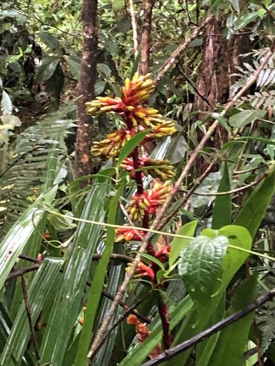 Guzmania weberbaueri, photographed by Jared Shorma