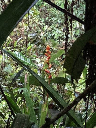 Guzmania weberbaueri, photographed by Jared Shorma