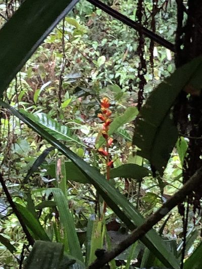 Guzmania weberbaueri, photographed by Jared Shorma