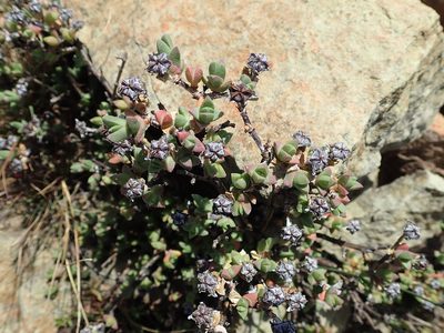 Ruschia putterillii, photographed by Peter Warren