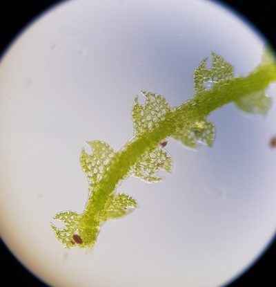 Fuscocephaloziopsis lunulifolia, photographed by Helen Waterman