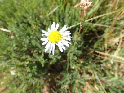 Lasiospermum bipinnatum, photographed by Peter Warren