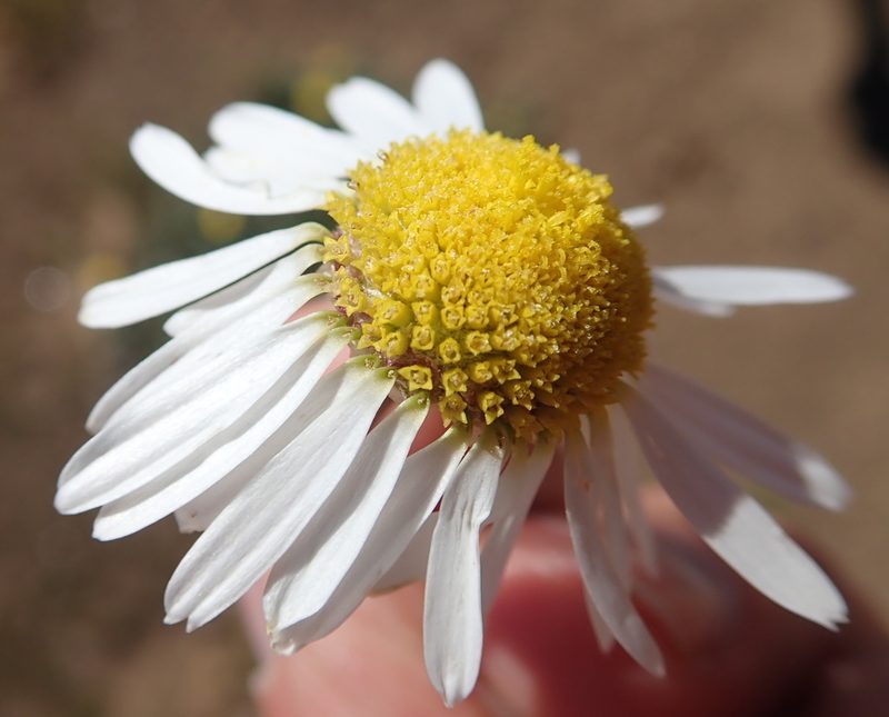 Lasiospermum bipinnatum, photographed by Peter Warren