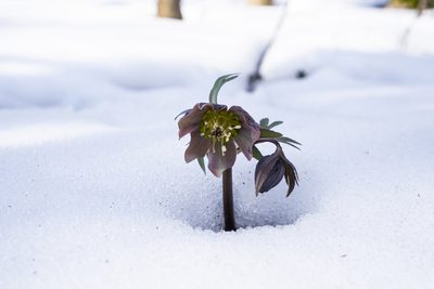 Helleborus purpurascens, photographed by Conrad Altmann