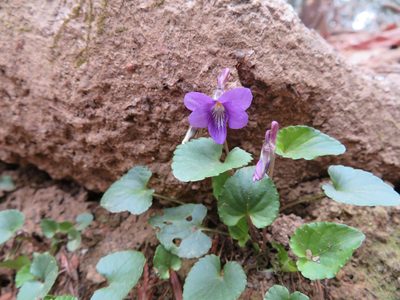 Viola obtusa, photographed by Marco Mussita