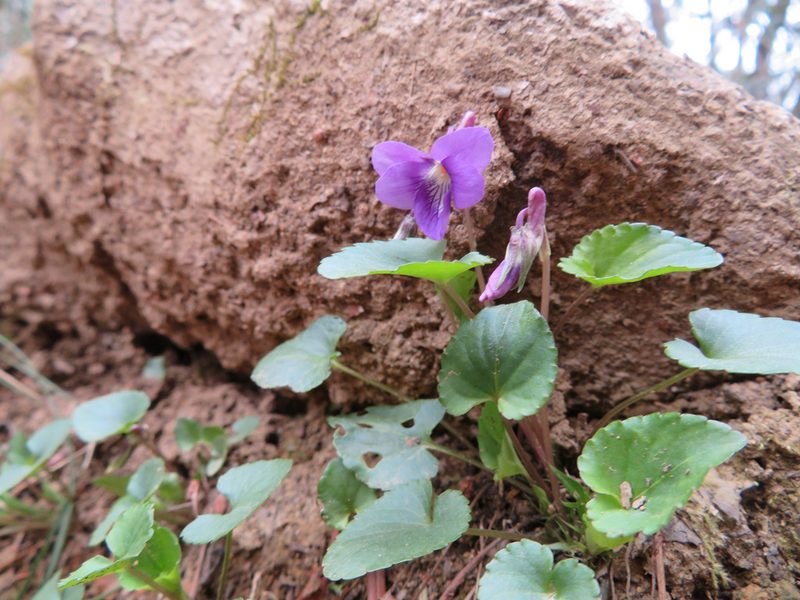 Viola obtusa, photographed by Marco Mussita