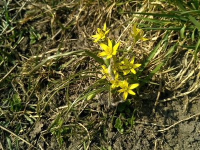 Gagea transversalis, photographed by Nadija Antonova