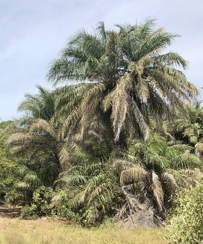 Elaeis guineensis, photographed by Jean-Paul Boerekamps