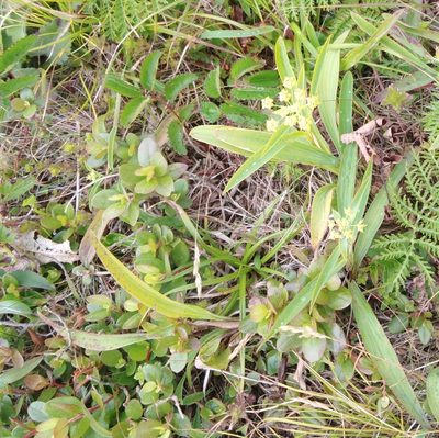 Bupleurum komarovianum, photographed by Николай Соболев