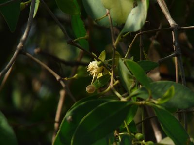 Sonneratia apetala, photographed by Dinesh Valke